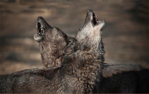 Huilende wolven in het Wolf Science Center in Oostenrijk, waar de studie plaatsvond. Bron: Mazzini et al
