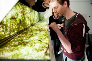 Een levend kunstwerk van algen en andere waterwezens uit de vijver van het GEM-museum. Foto: Maarten Fleskens