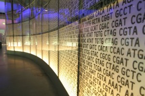 De volgorde waarin de basen op de DNA-strengen zitten, codeert voor de erfelijke informatie. Foto: John Goode 