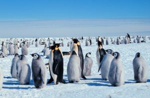 Pinguïns kunnen zich goed aanpassen en zoeken als het nodig is een nieuw onderkomen. Bron: Wikimedia Commons