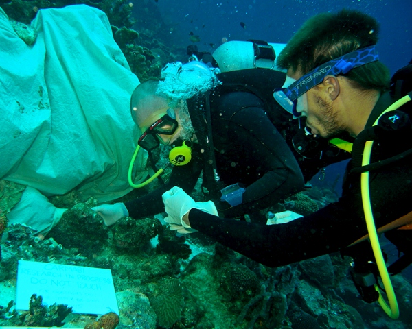 Het onderzoek werd uitgevoerd bij een rif in Curaçao. Bron: Benjamin Mller