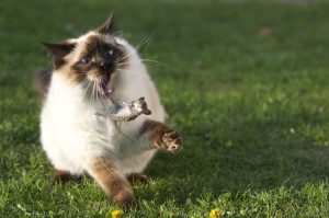 Large_Siamese_cat_tosses_a_mouse