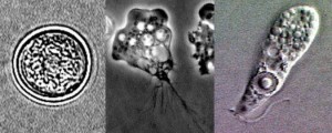 De drie levensfasen van de Naegleria fowleri. Foto; CDC
