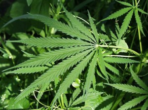 Een blad van de Cannabis-plant (Cannabis Sativa) Bron: Wikimedia Commons