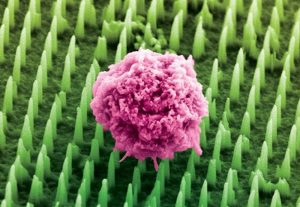 Menselijke bloedcel op een bedje van nanonaaldjes. Foto: Imperial College London