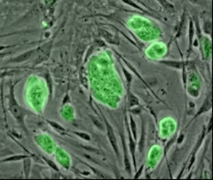 Embryonale stamcellen van een muis
