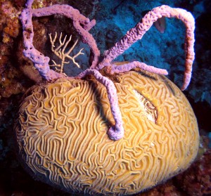 Op een kolonie hersenkoraal groeit een paarse spons, die het koraal verstikt. Foto: Joseph Pawlik, UNCW
