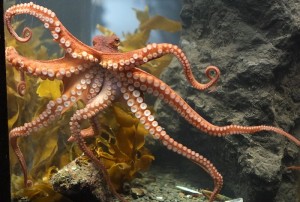 De armen van de octopus zijn uitgerust met talloze zuignappen. Bron: Wikimedia Commons/Pseudopanax