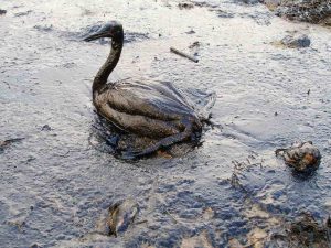 Deze vogel was het slachtoffer van een olievlek die zich verspreidde over de Zwarte Zee.  Bron: Marine Photobank