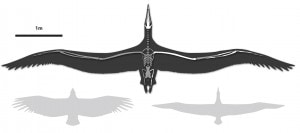 Pelargonis sandersi was de grootste vliegende vogel. Hij was ruim twee keer zo groot als de grote albatros. Bron: Liz Bradford