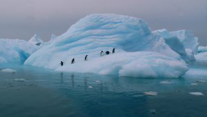 Pinguïnpopulaties zullen achteruit gaan als er veel Zuidpool-ijs wegsmelt. Bron: Vassil Tzvetanov (Flickr)
