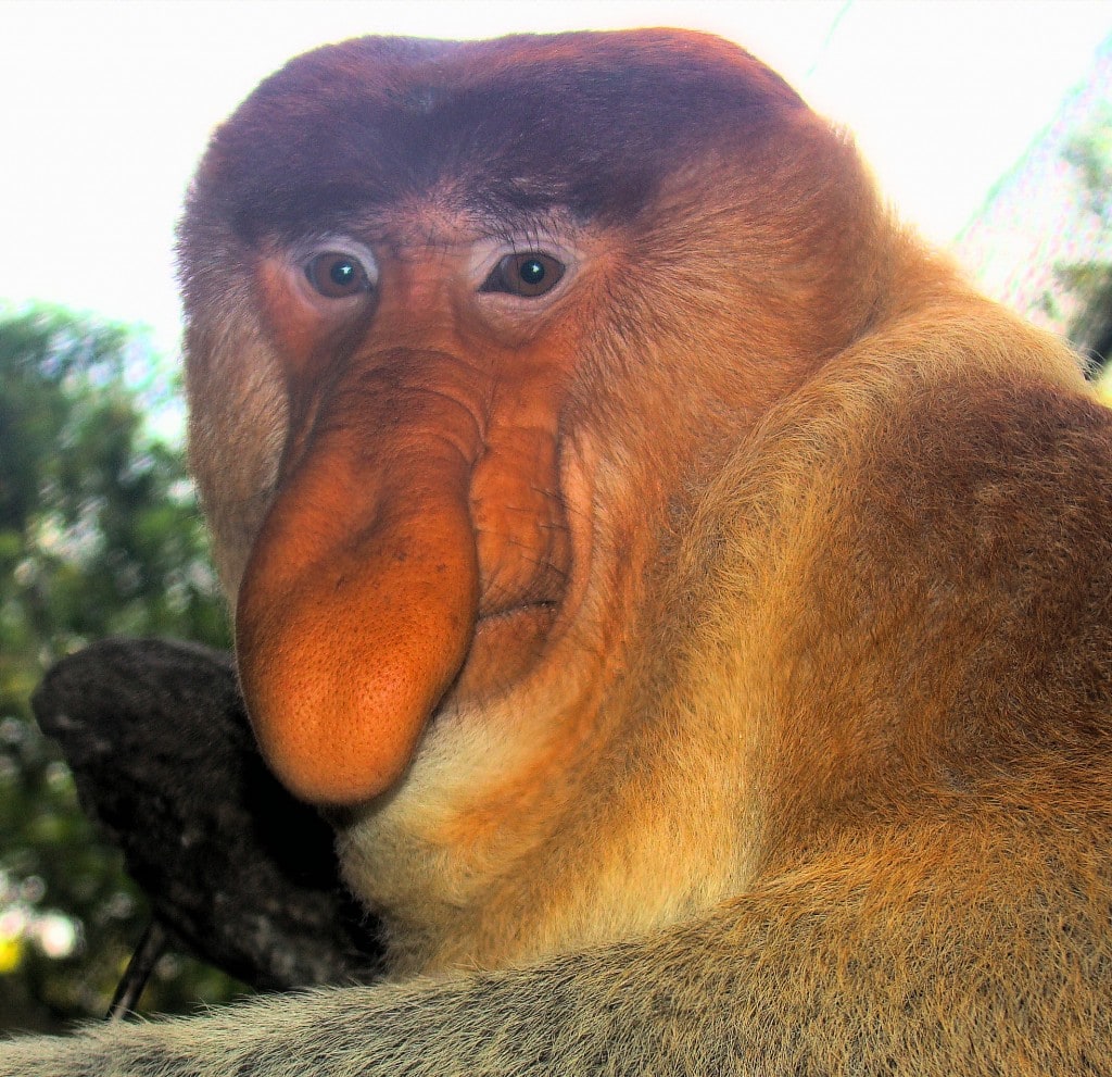 Portrait_of_a_Proboscis_Monkey wikimedia