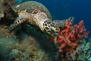 Hawksbill turtle feeding on reef