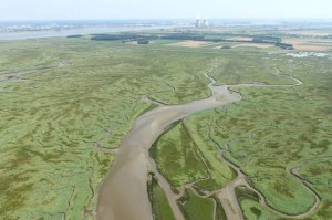 Wetlands rondom de Schelde.  Beeld: beeldbank.rws.nl, Rijkswaterstaat / Joop van Houdt