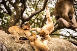 Jonge berberapen zoeken meer contact met anderen dan oude apen. Foto: Adrian Scottow