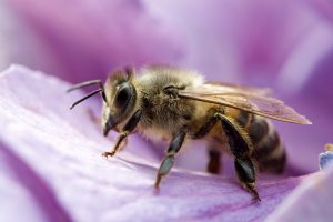 Van de ongewervelde bestuivers zoals bijen en vlinders, wordt 40% met uitsterven bedreigt. Foto: Umberto Salvagnin
