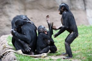 Bonobo's. Beeld: Flickr/Eric Kilby.