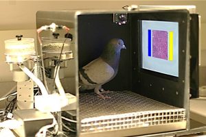 Medische beeldanalyse met behulp van duiven. 