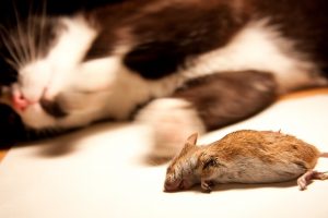 Na de dood zijn verschillende genen onder andere in muizen nog springlevend. Foto: Magic Madzik