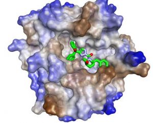 Computermodel van eiwit waarin het nieuwe ontstekingsremmende molecuul is gemoduleerd.