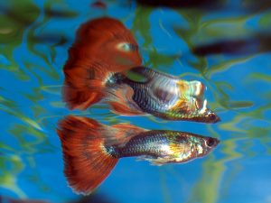 Mannelijke guppy's hebben vaak fellere kleuren dan de vrouwtjes. Foto: Frank Boston