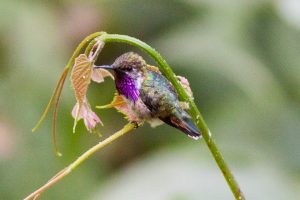 De hommelkolibrie is waarschijnlijk het kleinste vogeltje ter wereld. Foto: Ron Knight