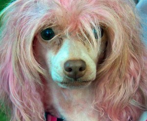 'Bad hair day' krijgt voor criminele honden een andere betekenis. Foto: psyberartist (creative commons, via Flickr)