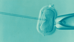 Deze embryo in spe heeft mogelijk baat bij seks van de toekomstige ouders. Beeld: Pixabay.