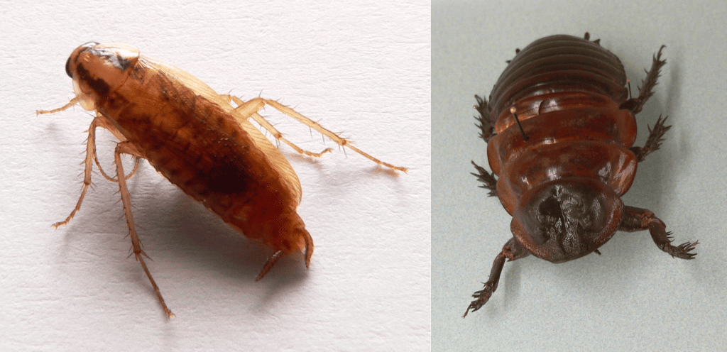 Links: de kleine Duitse kakkerlak. Rechts: de grootste kakkerlak ter wereld: Macropanesthia rhinoceros. Bron: Wikimedia Commons