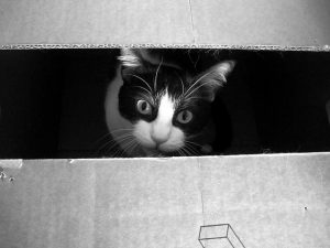 Een slim experiment houdt Schrödingers kat levend – en dood – na in tweeën gezaagd te zijn. Foto: frankieleon