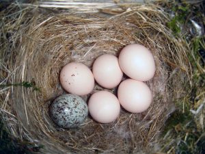 Kuifkoekoeken broeden hun eieren niet zelf uit maar laten dit over aan een adoptieouder. Bron: Wikimedia Commons