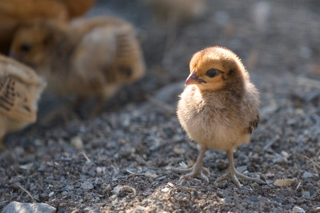 Een kuikentje dat net uit het ei is, kan voedsel zoeken en tegelijk overvliegende roofvogels in de gaten houden. Foto: Alex Starr
