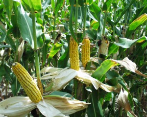 In de toekomst worden er geen voedingsmiddelen zoals maïs meer gebruikt voor de productie van bioplastics. Bron: Wikimedia Commons