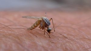 Wetenschappers hebben een mug gecreëerd die malaria niet kan overbrengen op mensen. Foto: Global Panorama