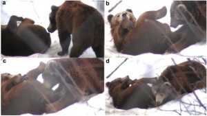Twee bruine beren hebben orale seks. Bron: Zoo Biology