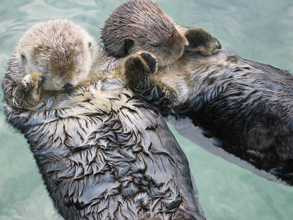 Otters drijven graag poot in poot op hun rug. Zo drijven ze niet uit elkaar. Foto: Joe Robertson