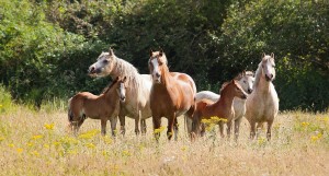 paarden die vrij in een kudde leven kiezen hun eigen partner Foto: Linda Stanley