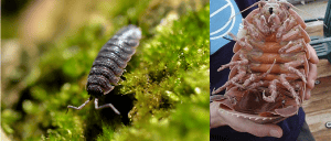 Links: een kleine landpissebed op een bedje van mos. Rechts: De reuzenpissebed. Bron: Wikimedia Commons.