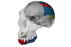 reconstructie schedel Homo habilis