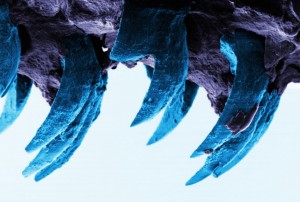 schaalhoren tanden hardste materiaal - university of portsmouth