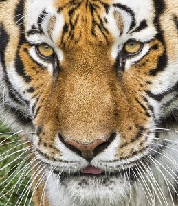 Wereldwijd zijn er nu meer tijgers dan vijf jaar geleden. Foto: Nigel Quest