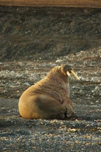 Behalve walrussen als voedsel voor de Inupiat, biedt het poolgebied nog een aantal belangrijke ecosysteemdiensen aan de rest van de wereld