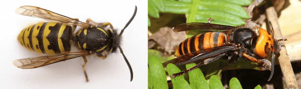 Links: een gewone wesp die in Nederland en België voorkomt. Rechts: Een Japanse reuzenhoornaar. Bron: Wikimedia Commons.