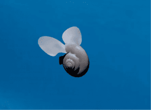 zeevlinder