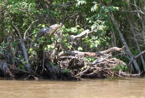 Een mississippialligator (Alligator mississippiensis) zoekt het hogerop. Bron: Kristine Gingras, University of Tennessee