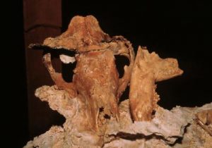 De schedel van het oerbuideldier. Bron: Anna Gillespie