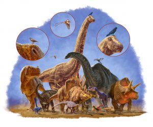 Gedurende 170 miljoen jaar kenden dinosauriërs veel vormen en groottes. De ‘kleinste tak’ wist erg succesvol verder te evolueren. Bron: Julius Csotonyi