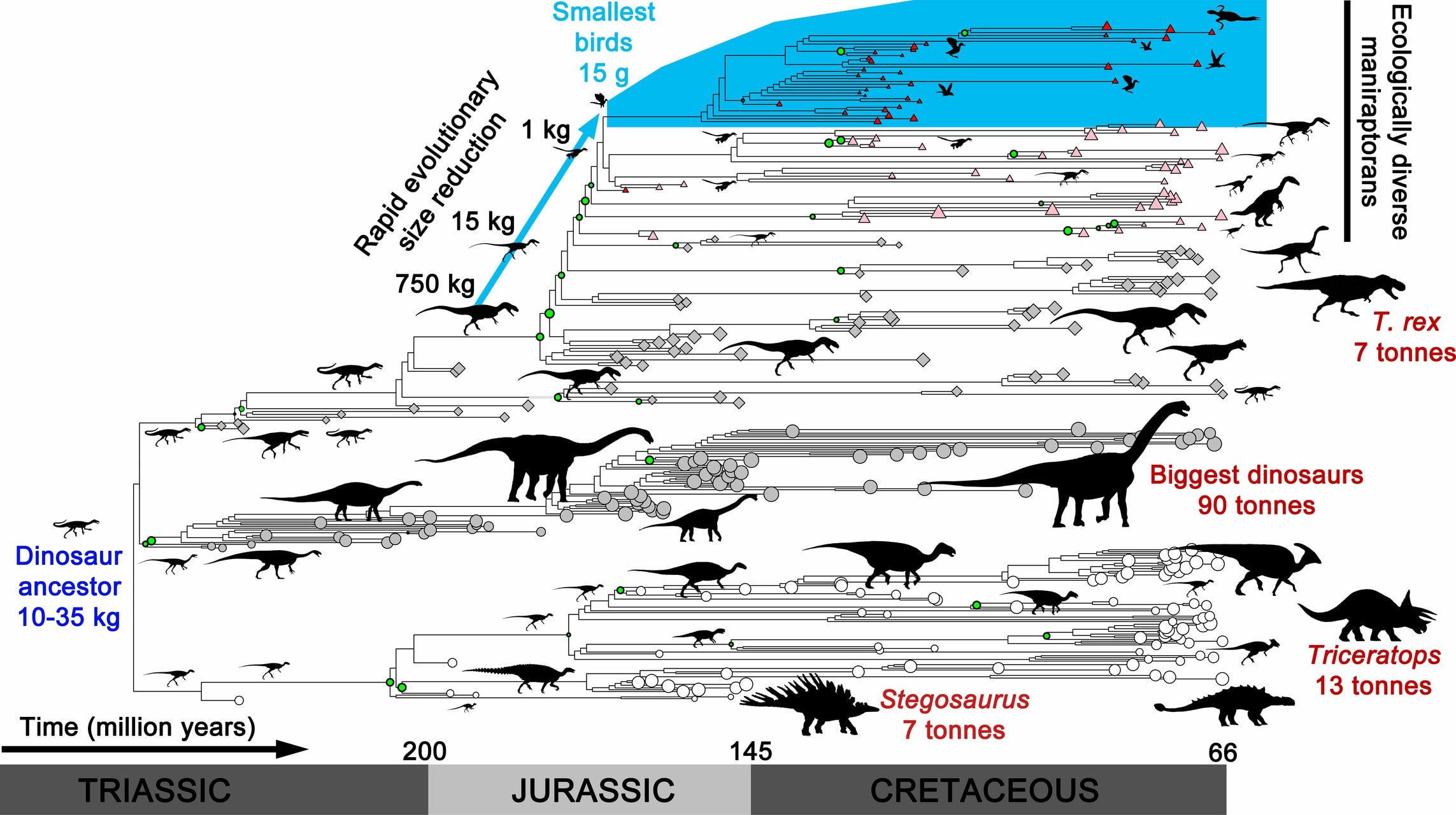 Deze evolutieboom toont de momenten waarop de dino’s flink van grootte veranderden. Bron: Roger Benson