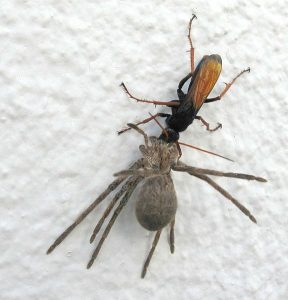 Een spinnendoder sleept een buitgemaakte spin naar haar nest. Bron: Wikimedia Commons/John Richfield