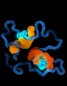Oranje chaperonnes pakken de blauwe aminozuurketen vast. Bron: AMOLF/Sander Tans
